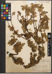 Foto von Salix retusa L.